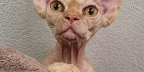 Underbara Devon Rex bebisar