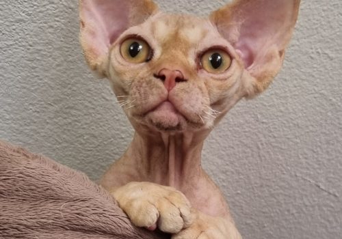 Underbara Devon Rex bebisar