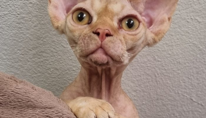 Underbara Devon Rex bebisar