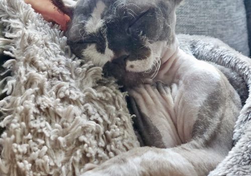 Devon Rex kattungar