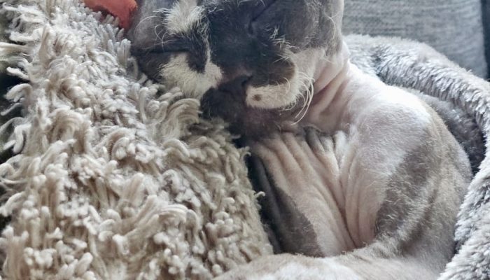 Devon Rex kattungar