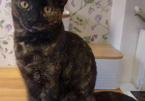 Tennessee rex ungkatt söker hem